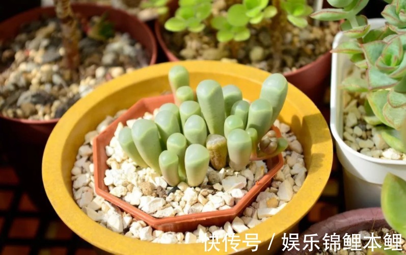 技巧|新人挑盆栽没经验,难免会入坑,趁早学会这6个技巧不踩雷