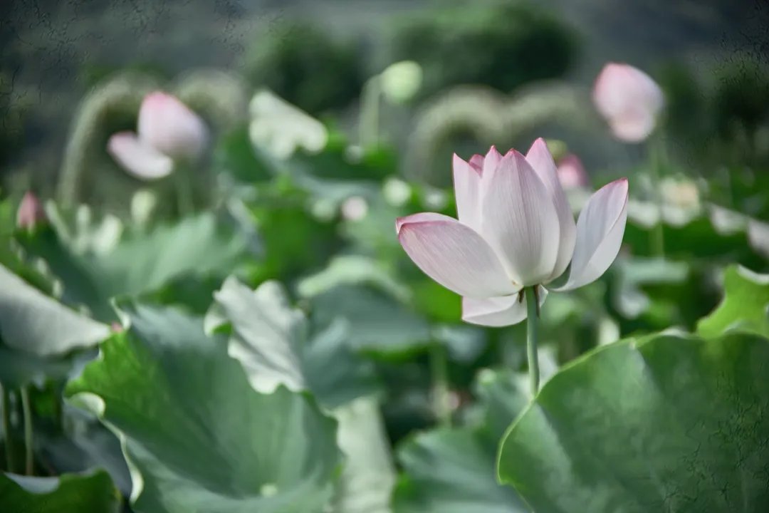 荷花季|夏日最美荷花季！霞浦这两处赏荷地，你去过没有？