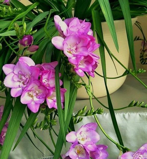 香雪兰|闺蜜到我家,发现一种花,爱上了它,15元买一盆,那叫一个“香”