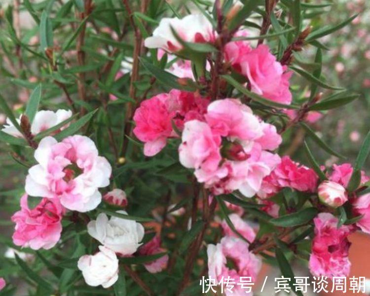 花朵|正月过后，有钱人都养5种花，不仅名字好听，花也漂亮