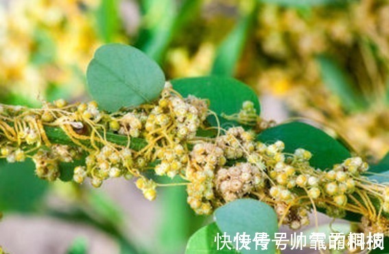 菟丝子|菟丝子作为一种中药材,功效作用竟然有十多种不止!在乡下到处有