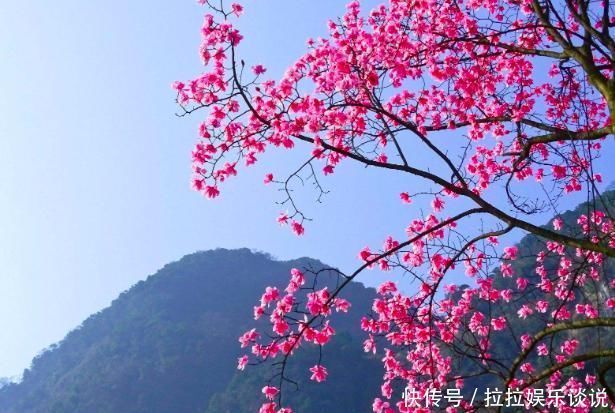 王维的这首诗，凄美至极，短短20字，从花开写到花落
