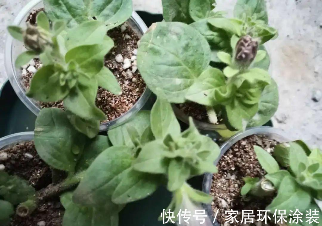 7种花养老桩不好，多扦插、养嫩苗，才能年年开花