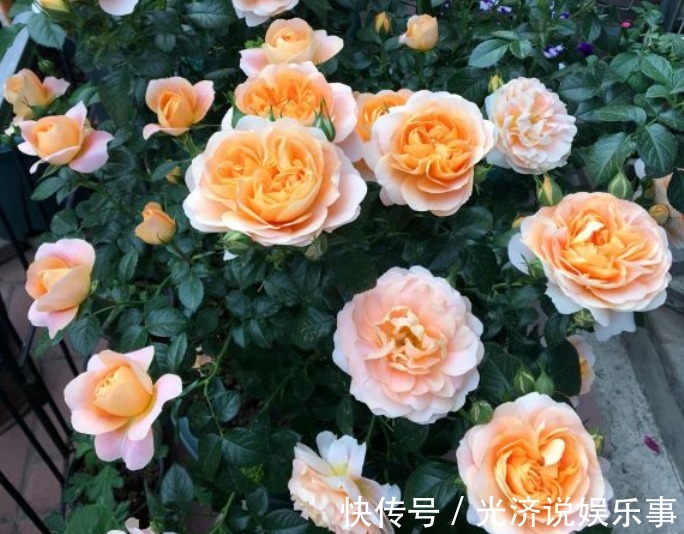 此款微型月季四季开,1次维持1个月,是开花机器里的“劳模”