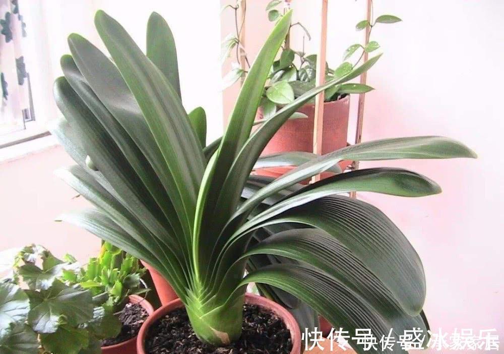 补充水分|养君子兰不会浇水主要看叶子，水多水少有信号，养护也方便