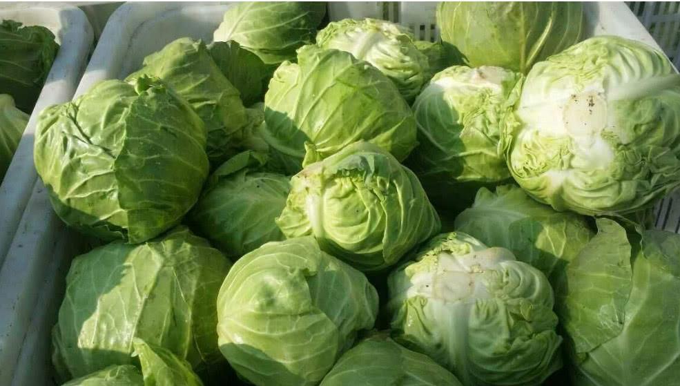 饭店厨师不洗这类菜，却很少告诉顾客，老板洗了就亏大了