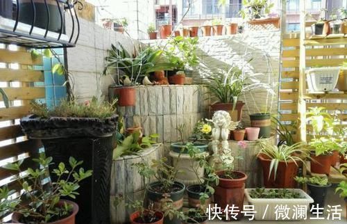 吴大姐养花,7天浇一次肥水,土壤肥沃疏松,家里成花海