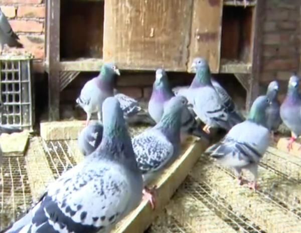 重疾|女子帮丈夫杀鸡之后失去意识，竟患上了致死率40%的重疾