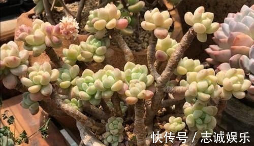 多肉|养多肉植物，用上4个“小技巧”，长成老桩更漂亮