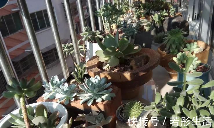 花盆|想给多肉提升颜值？挑选花盆注意这3细节，盆栽美美哒