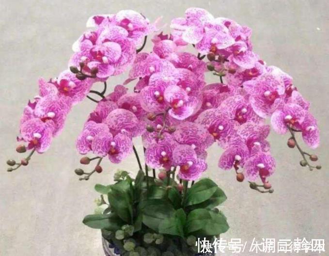 水溶液|最香的4种花,家养一盆,满屋飘香,花开爆盆美如花