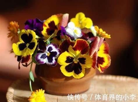 养花试试这几款,花型优美,花开星星点点