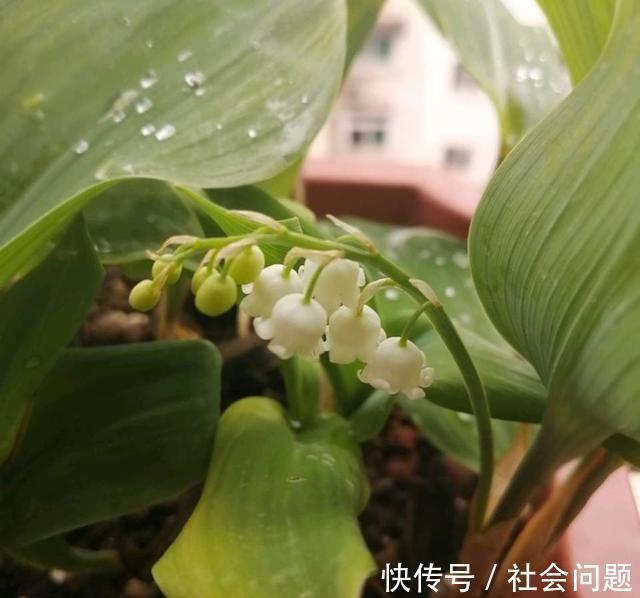 清新|卫生间异味大,放3种小盆栽,耐阴好养,空气清新