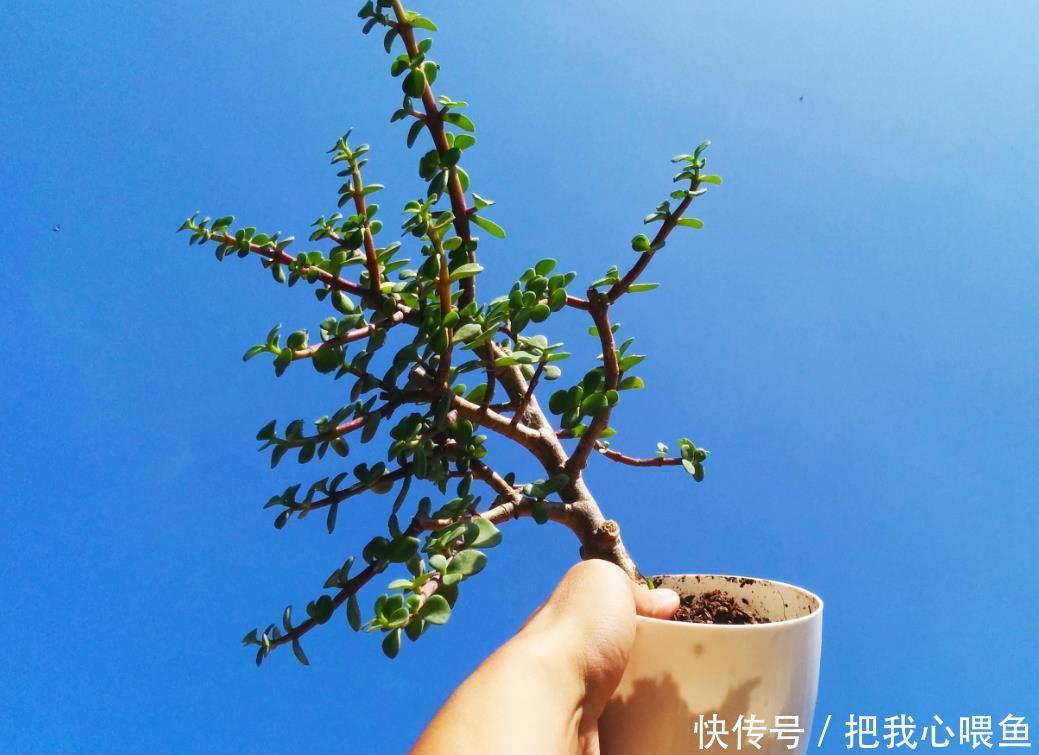 九华|有几种花购买要仔细了，长得很像，新人容易买错