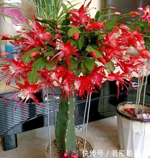 阳台上|蟹爪兰软趴趴?它有“6怕”,避开后,叶片硬如铁,开成大花树