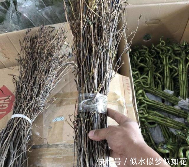 “1种花”夏季扦插,一碰到土壤,“12天”长根系,1年后开满花!