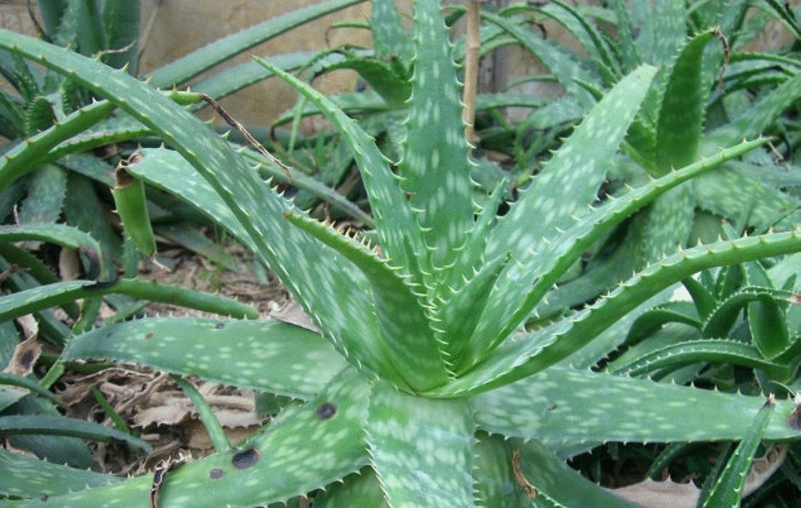 养花试试这几款,看似还未休眠却不能不加节制地浇水和施肥