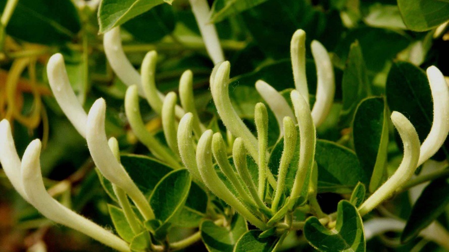 痢疾|金银花的功效与作用,金银花泡水喝有两点禁忌,看完涨知识!