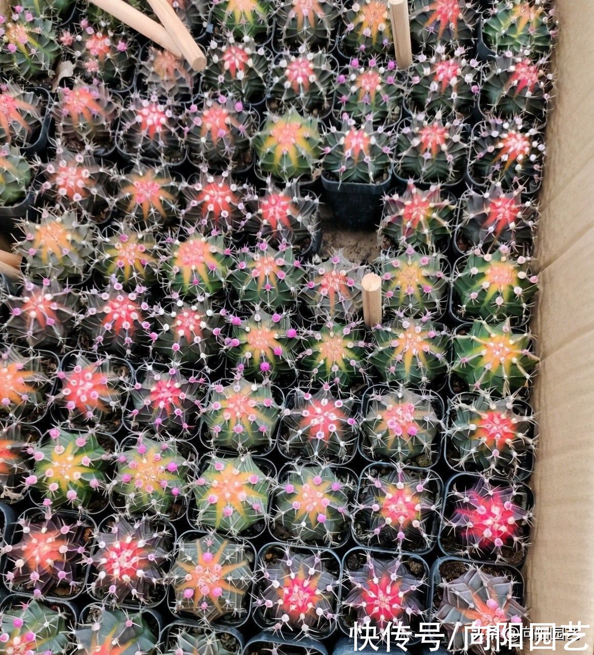 3大类多肉不好养，一定要分清楚，不要去买它们，徒有其表