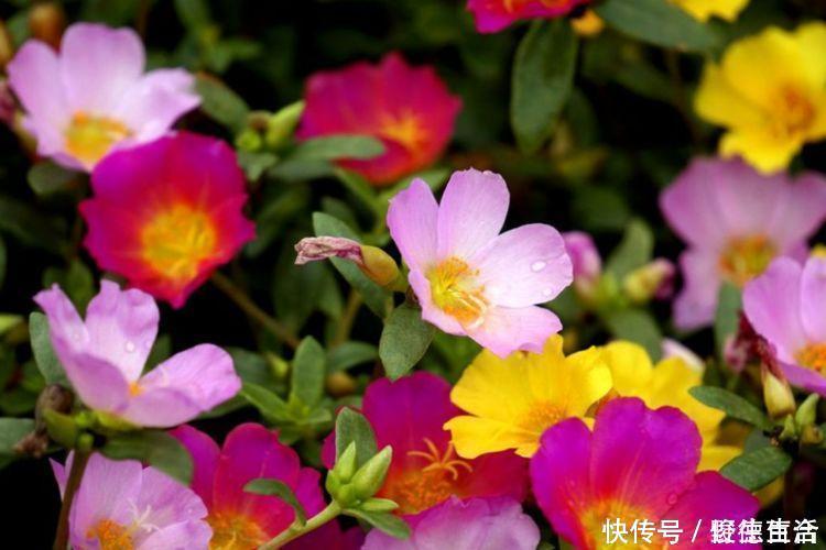 赏心悦目|几种花堪称开花机器，365天都在开花，赏心悦目，你喜欢哪一种？