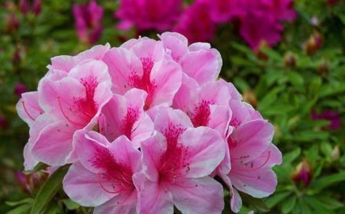 凤仙花|4种花是花卉中的佼佼者,丢盆里就猛长,花开多又美,一开200天