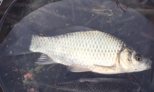  钓友|春季天晴钓鱼难老钓友试试这些方法，大鲫鱼拉到手软