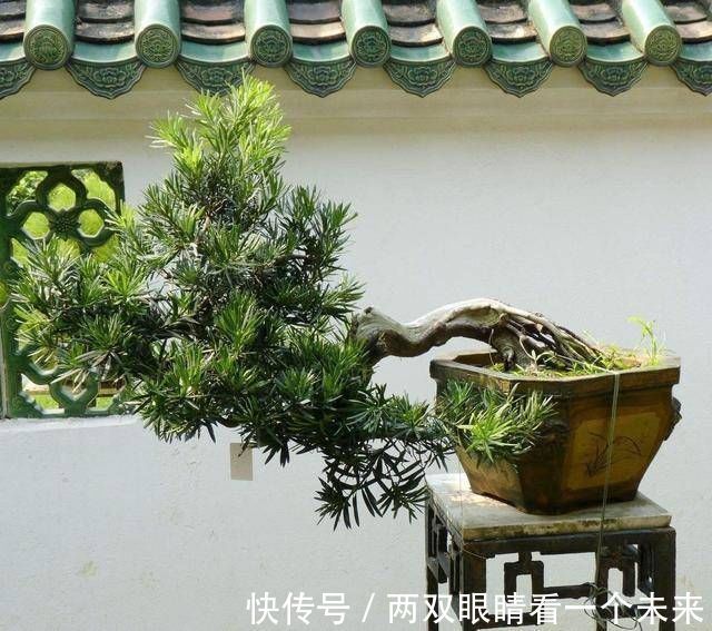 松柏类|3种名贵盆景山上遍地有,教你养护技巧,个个价值高造型佳