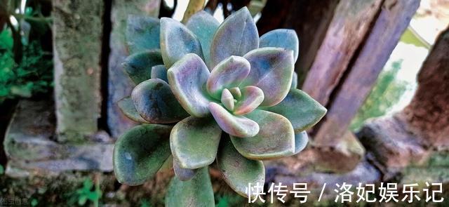 施肥|杨阿姨家的多肉15天浇一次生长水，3个月大变样，成就感满满