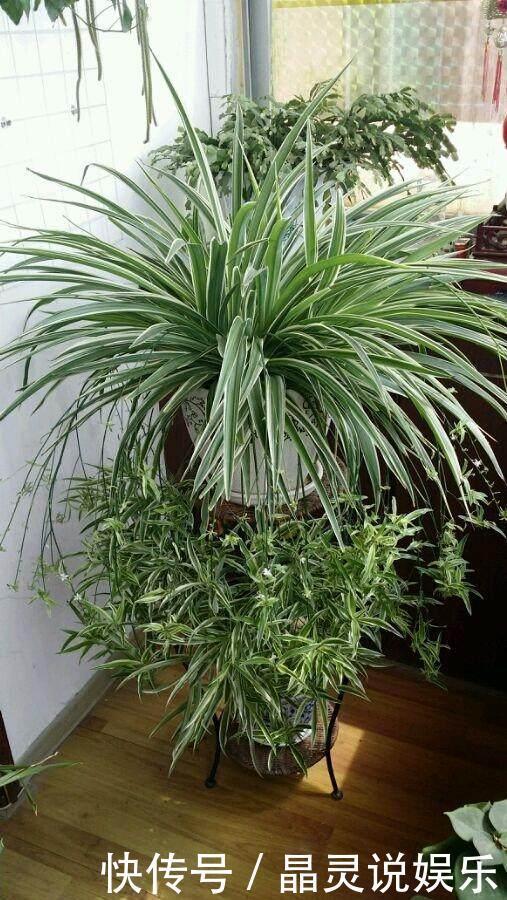 冬天关门关窗，室内空气太差了，养几盆这个花，空气清新不生病