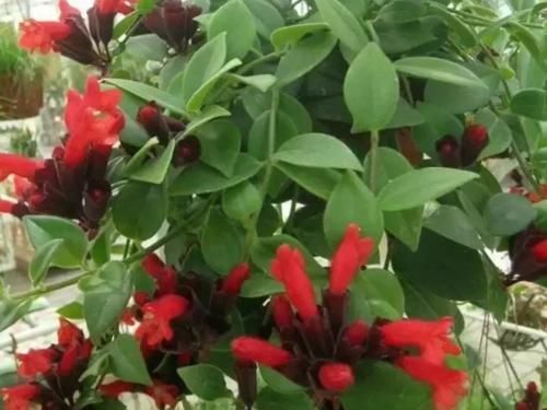 阳台上|养花就养这几款,全年开花不停,开花漂亮花期长,谁养谁喜欢