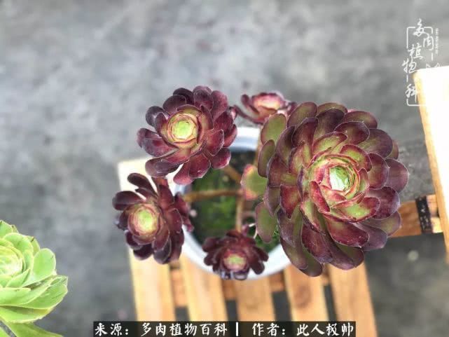 骄阳艳玫瑰，梦幻魔法师！独爱你的百媚千红！