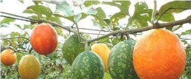 春天適合養(yǎng)血，多吃的食物，嫩膚益氣，滋陰排毒，緩解身體疲勞