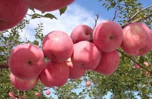 鱼类|十大长寿食品已公布，大蒜只排末尾，前3名常吃延年益寿不是问题