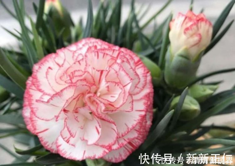 养花|养花就养这几款,全年开花不停,比牡丹美,比绿萝好养!