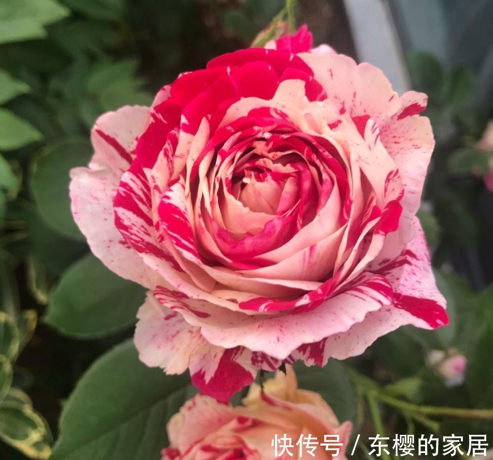 石竹|越晒越旺的三种花,阳台上养一盆,一整个夏天开花很热闹