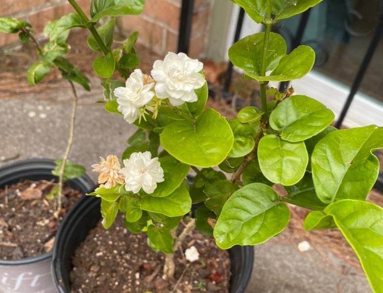 90岁老爷爷为初恋种了满院的茉莉,每次开花,就会引来路人观望