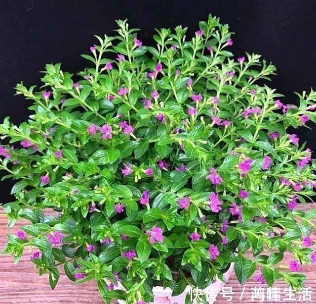 一款很耐热的盆栽花,适合夏天种,终年常绿,四季开花,值得入手