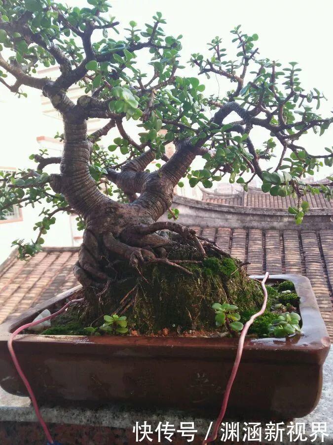浇水|会养花的人都选它,耐旱又好活,2年养成小树桩!