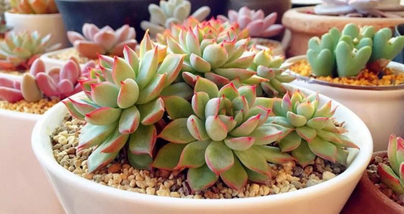 养多肉，用泡沫箱扦插育苗、做拼盘，该注意什么？