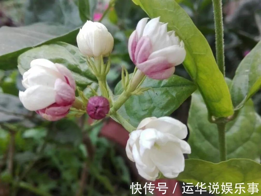 10种花爱喝醋，浇水加点酸，叶子油亮爱开花！