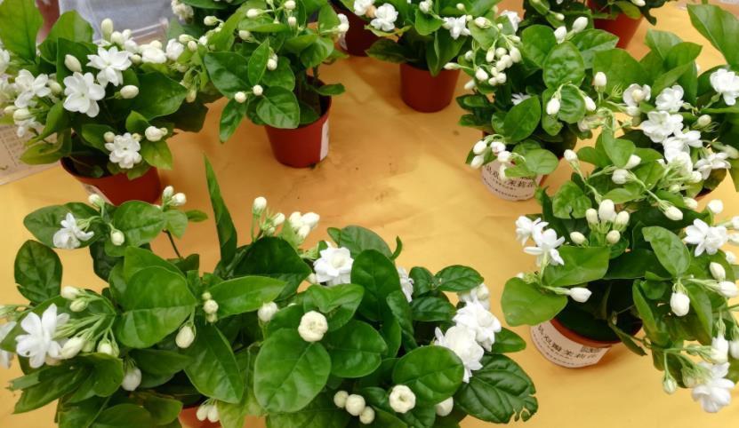 茉莉|夏季养茉莉,想花开爆盆,芳香四溢,盆栽管理得注意此3点