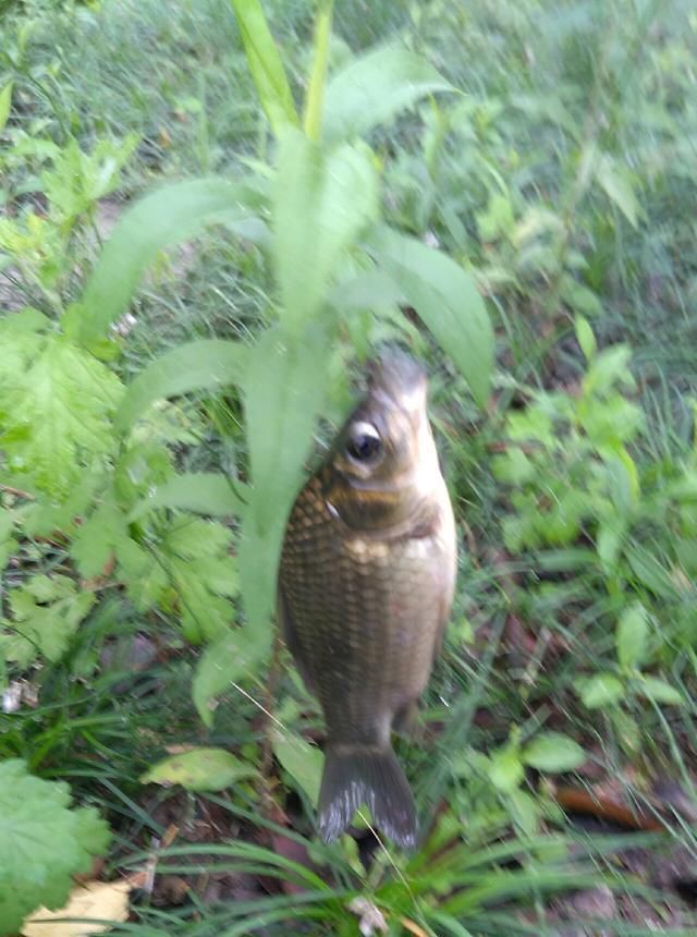 浮漂|野钓小技巧浮漂做一个小改动,惊鱼几率大降