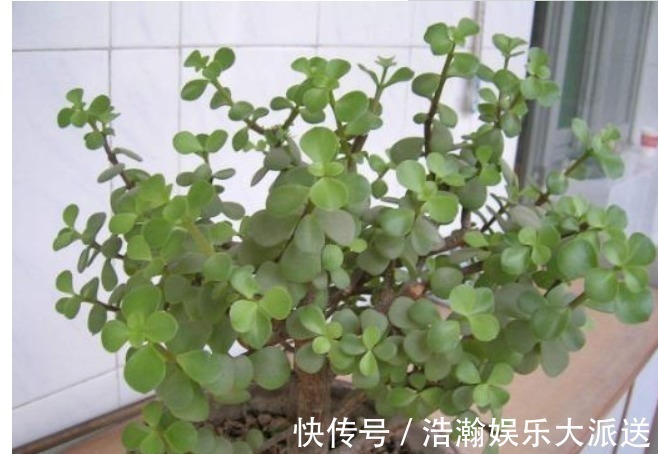 修剪|买盆景太贵此2种花插一根枝就能活,1年成老桩,越养越“值钱”