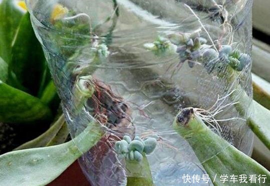 家家都有的塑料瓶,剪几刀变成养多肉“神器”,把玉露养得真水灵!