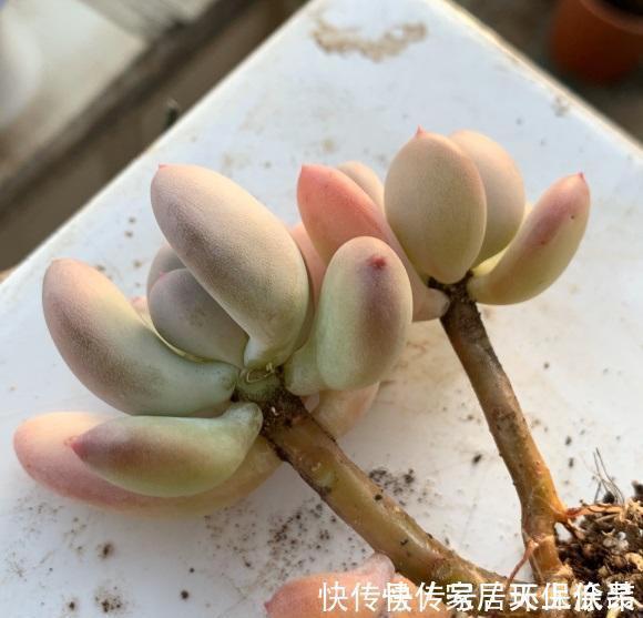 室内封闭阳台,买多肉要注意,带桩子的不要买,养不好