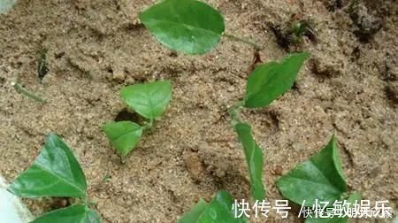 枝条|养花爱好者看过来这15种花现在“扦插”，生根快，一个周就长芽