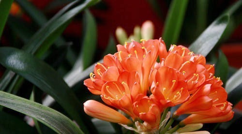 松塔松塔|盆里扔2样东西,虫子全死光,叶子油光瓦亮,花苞挂满枝头!