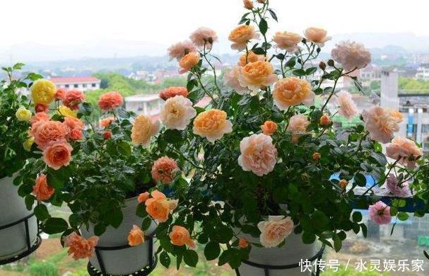 花蕾|养月季和蔷薇如何培养高颜值注意3个问题,个个满树繁花