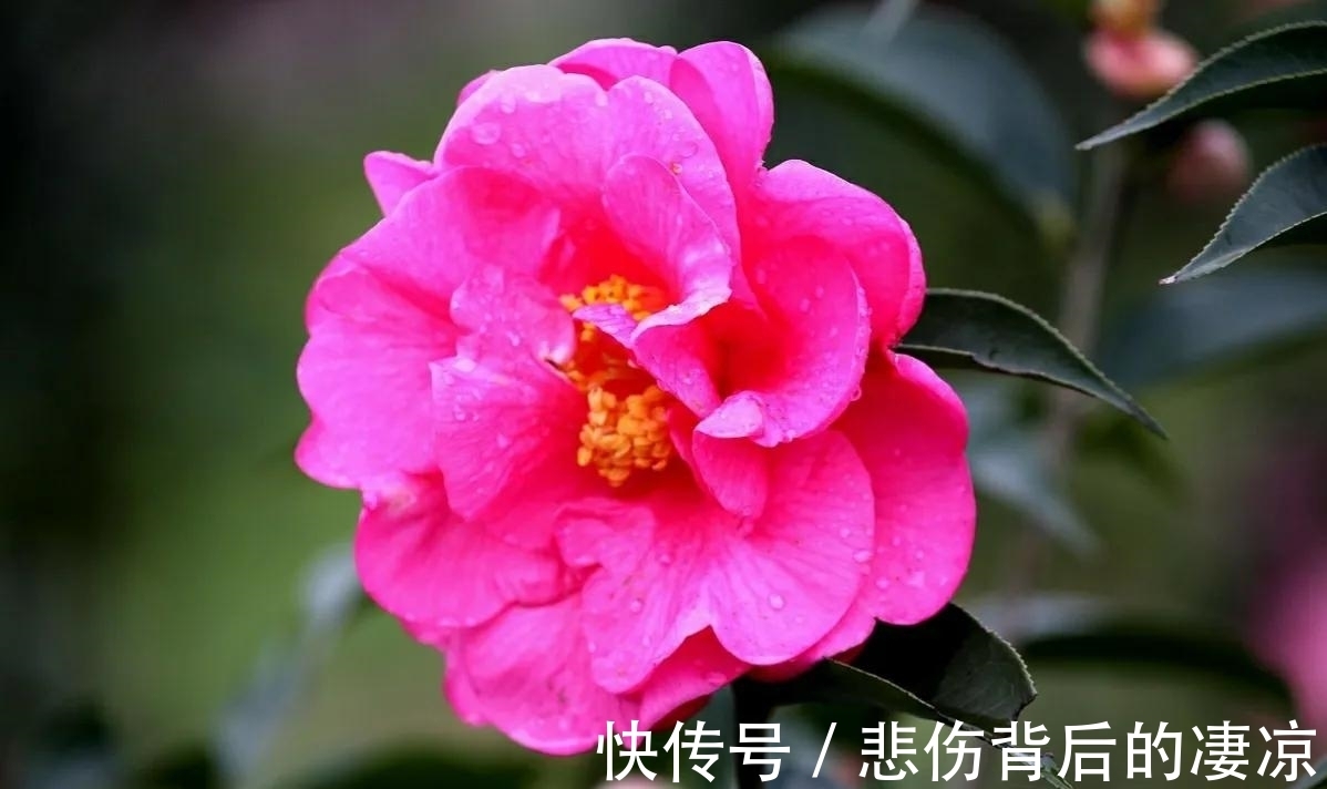 花花期|1种花花期最早，花朵富丽堂皇，经久不落，养在家里寓意好