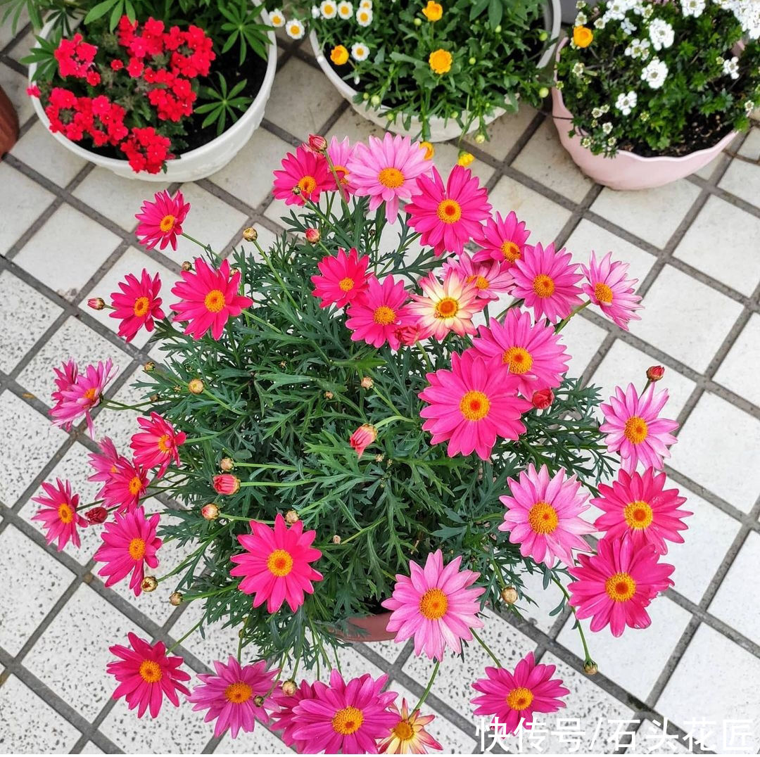  养玛格丽特花朵“褪色”？抓住“2个方面”就能养好，别担心